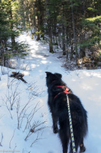 Dog walk Gunflint Trail