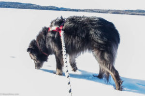 dog on Gunflint Lake