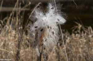 milkweed gone to seed