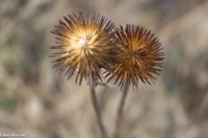 plant gone to seed