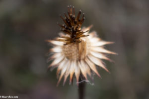 plant gone to seed