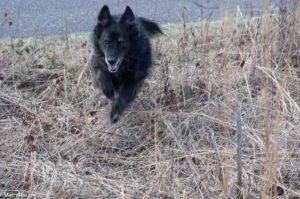 dog running