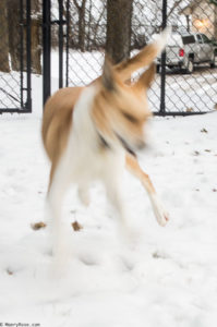 dog running in a blur