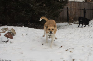 dog running