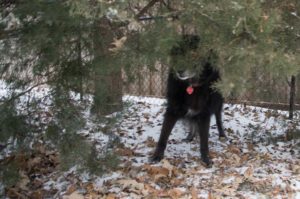 dog under tree