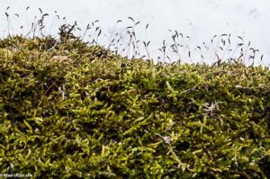 Moss