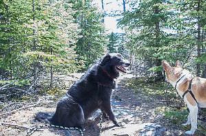 Two dogs on trail