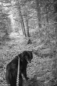 Dog walking Boundary Waters