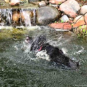 dog shaking off water