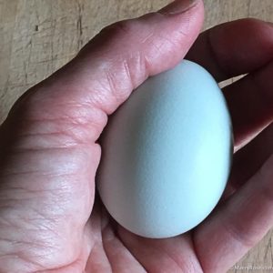 Ameraucana chicken egg