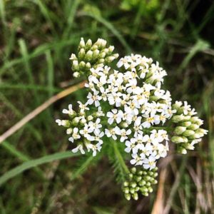 yarrow