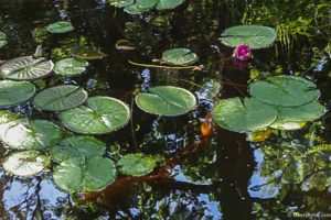 koi fish in a pond