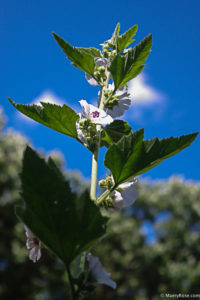 marshmallow plant