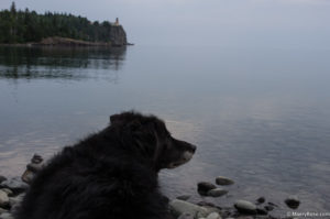 dog at North Shore