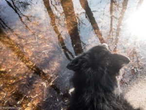 River Reflection