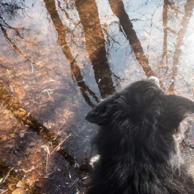 River Reflection