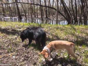 dogs walking by Mississippi River overflow