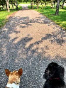 dogs in cemetery