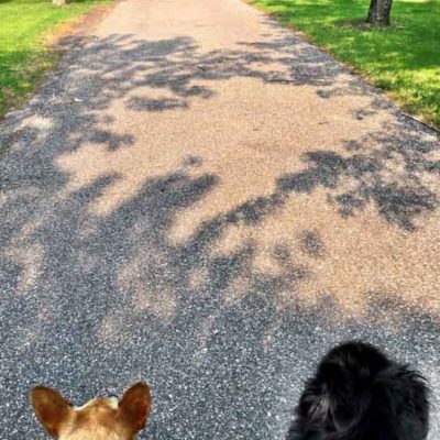 dogs in cemetery