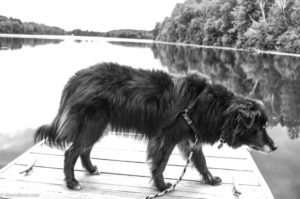 dog on dock