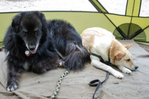 dogs in screen tent