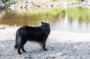 dog down by St Louis River