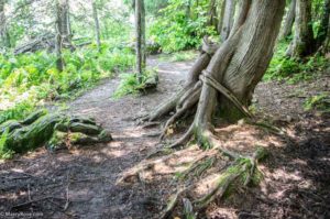 exposed roots of a tree