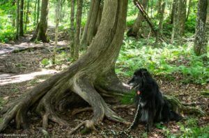 Jay Cooke State Park