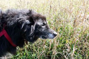 dog in a field