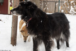 dogs in the snow