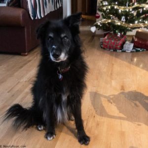 Christmas snow dog