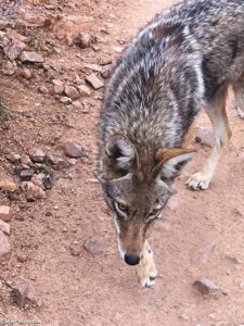 coyote Starr Pass