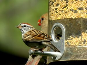 cardinal sparrow at bird feeder