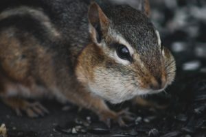 chipmunk