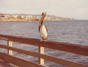 Pelican