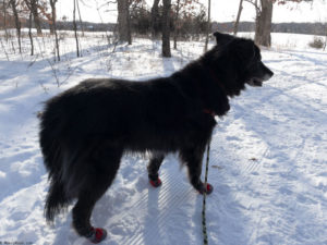 Java in dog boots