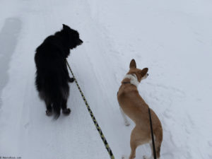 walking dogs in snow