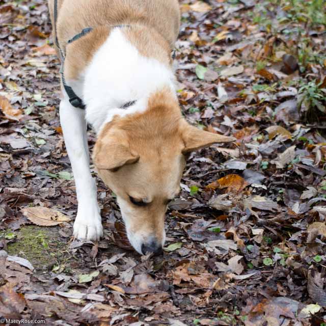 dog sniffing at the ground