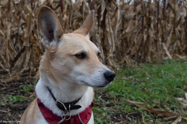 dog in corn field
