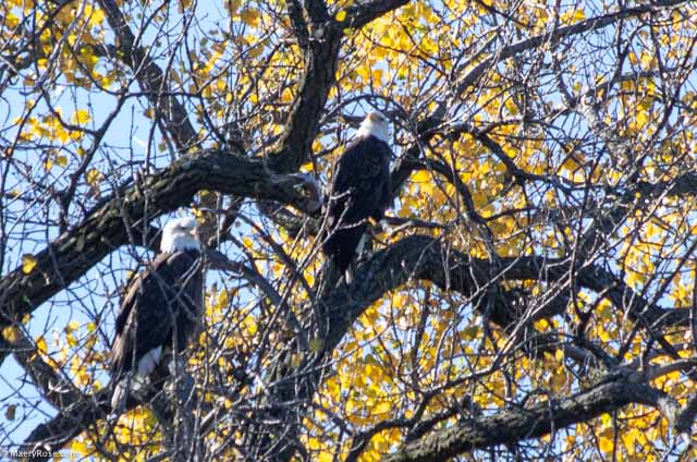 “You Could Move Over” and other things eagles say