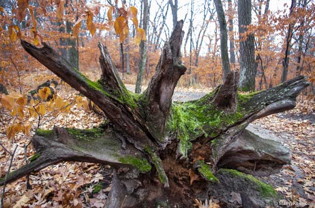 Tree stump upturned