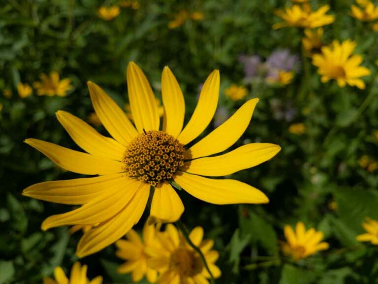 wild flowers