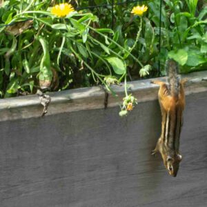 chipmunk hanging by his toes
