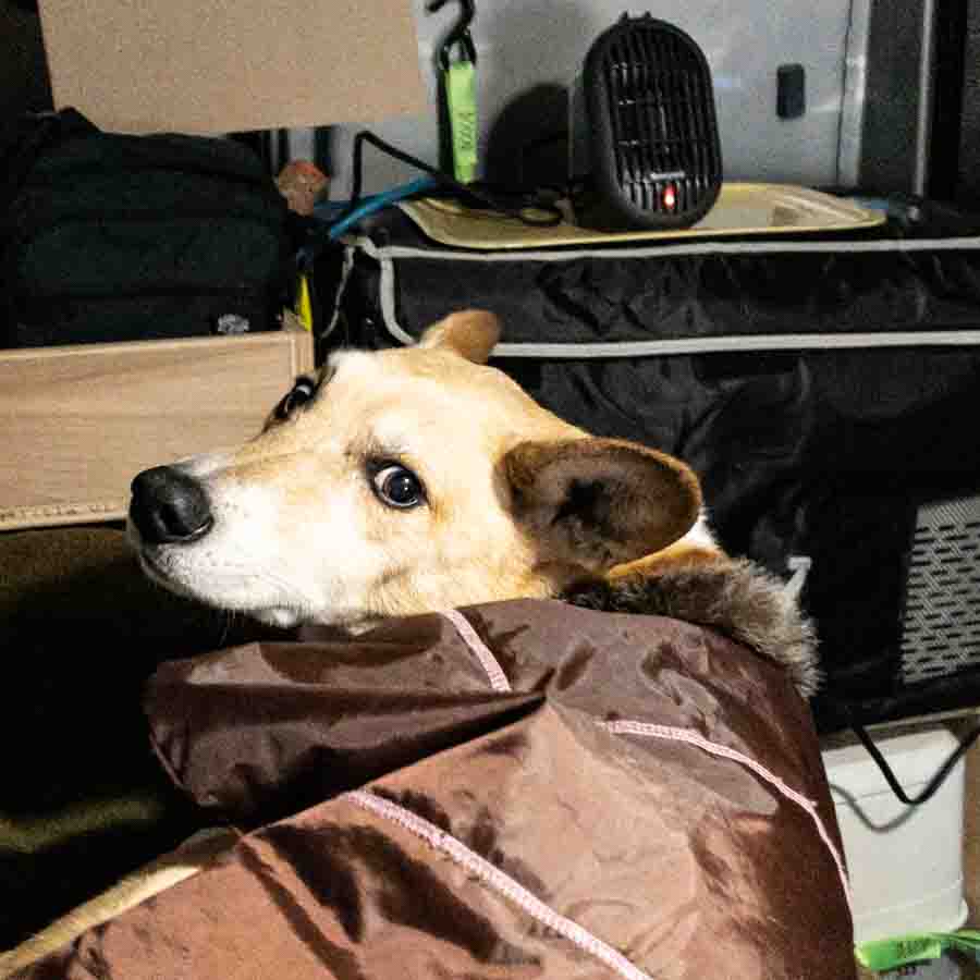 dog inside camper van
