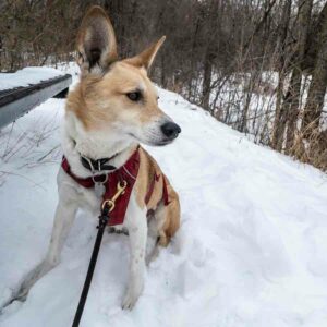 dog in the snow