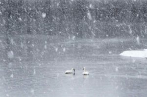 swans in snowstorm