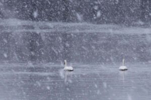 swans in snowstorm