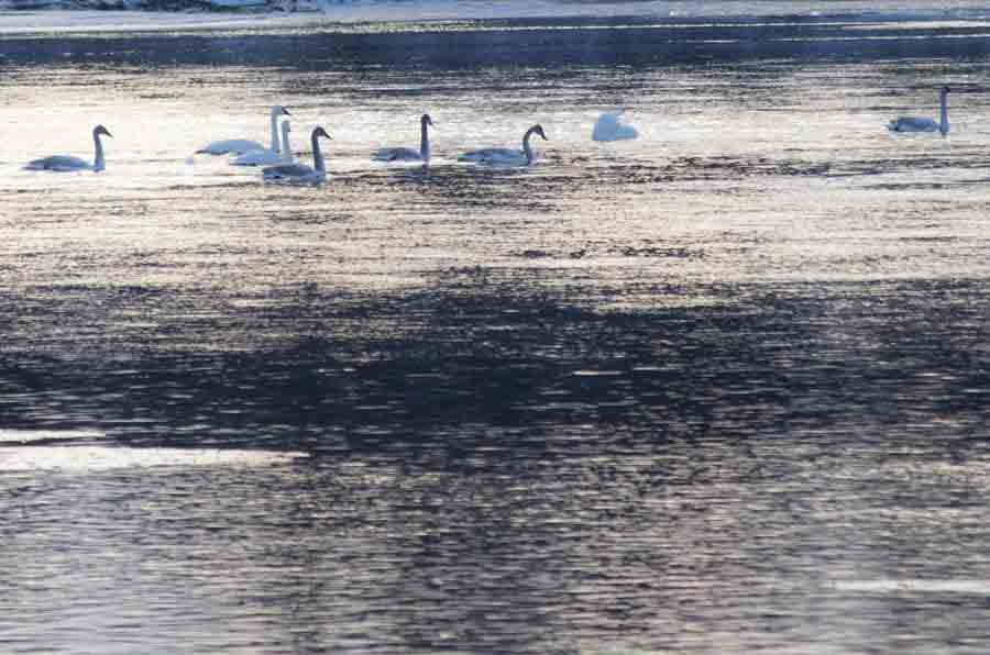 swans