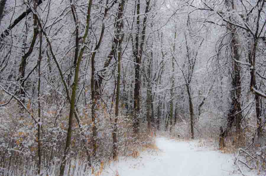 woods along Mississippi River
