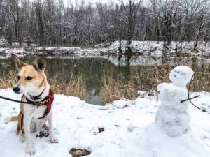 Dog with snow woman